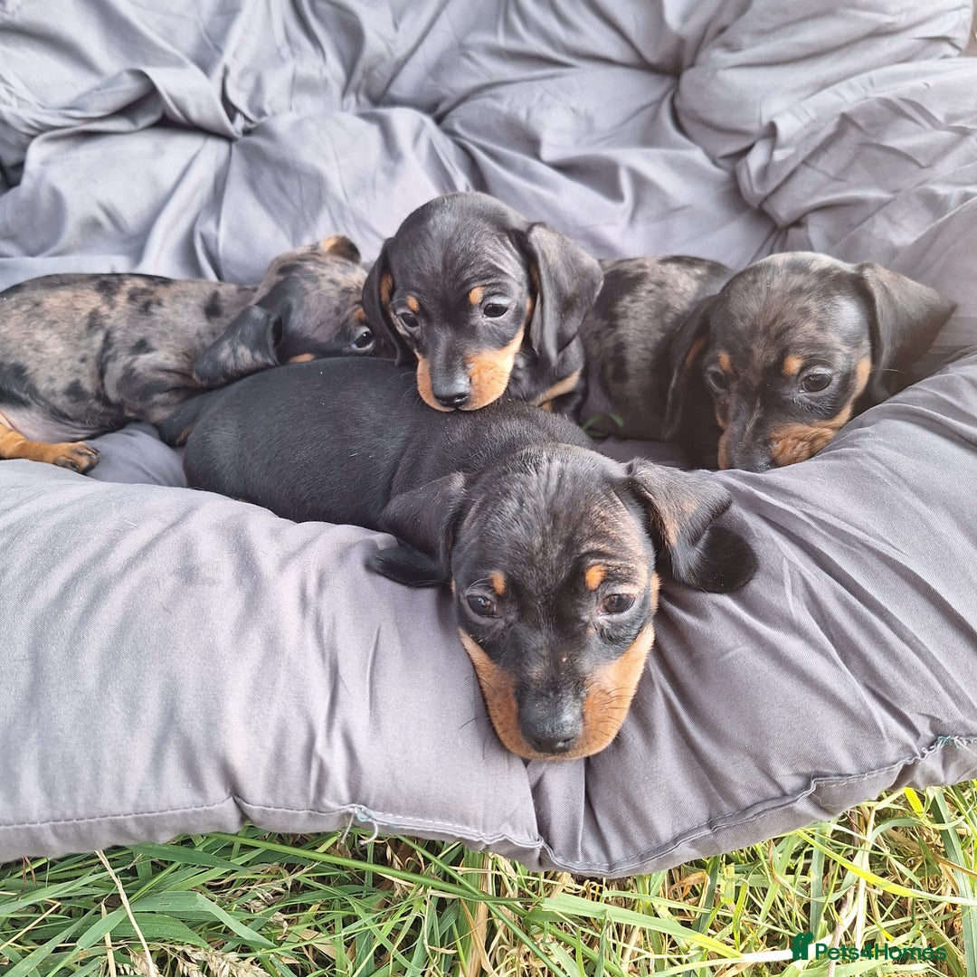 Miniature Dachshund dogs for sale: 2 gorgeous boys looking for their forever home - Image 8