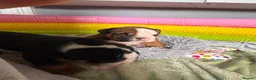 English Bulldog dogs for sale: 2 females from INW GRCH Bonnie.  - Advert 4
