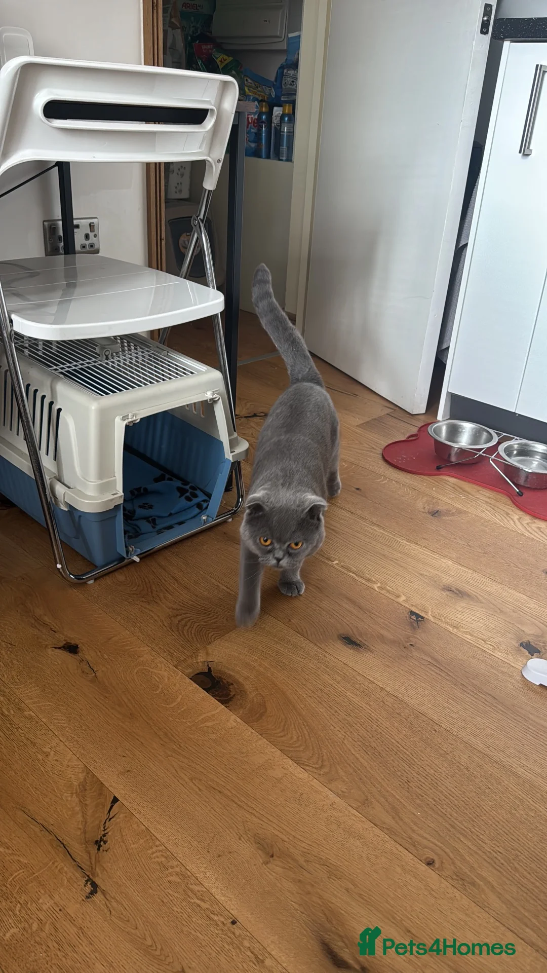 Scottish Fold cats for sale: Lovely domestic shorthair cat needing new home in Welwyn Garden City - Advert 13