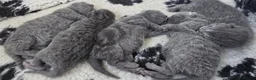 British Shorthair cats for sale: 4 gorgeous British short hair kittens - Advert 8