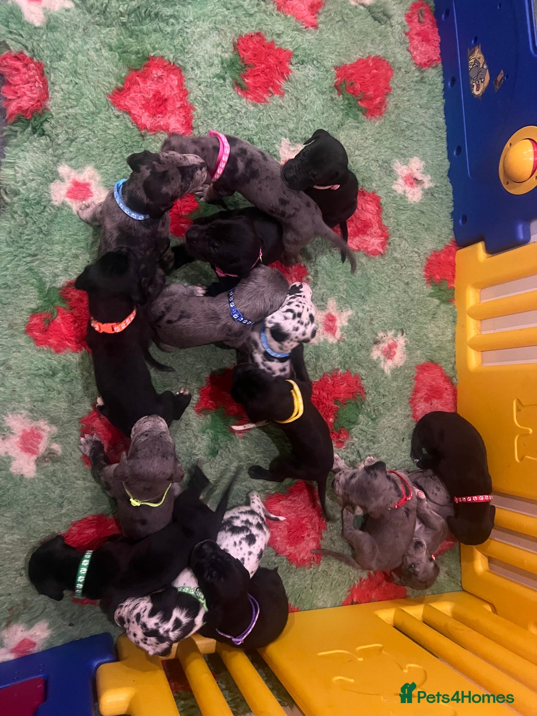 Great Dane dogs for sale: OUTSTANDING PURE BRED GREAT DANE PUPPIES FOR SALE - Image 3
