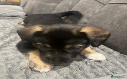 Mixed Breed dogs for sale: Spaniel/siberian Huskey puppies  - Image 9