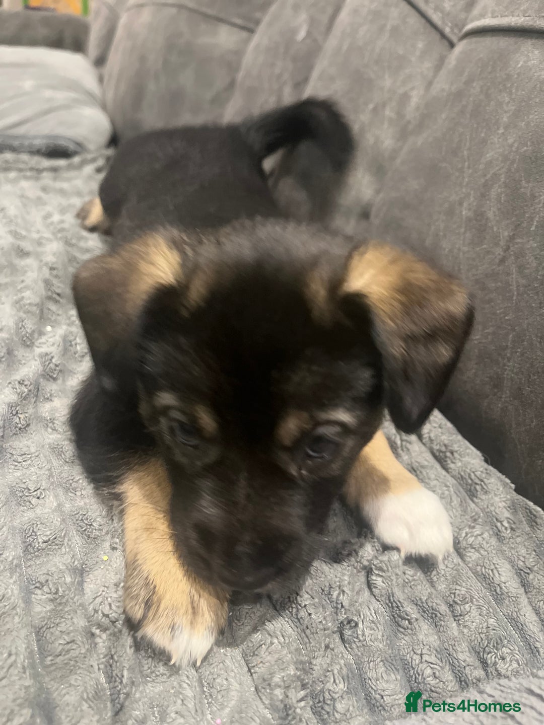 Mixed Breed dogs for sale: Spaniel/siberian Huskey puppies  - Image 9