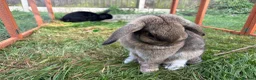 English Lop rabbits for sale: 2 beautiful girls need rehoming  in Rugby - Advert 4