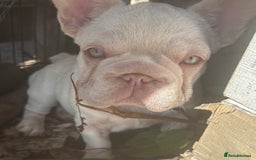 French Bulldog dogs for sale: Isabella wrapped in cream, fluffy carrier - Image 2