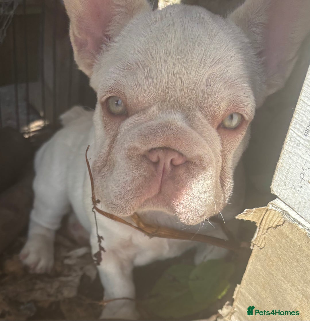 French Bulldog dogs for sale: Isabella wrapped in cream, fluffy carrier - Image 2