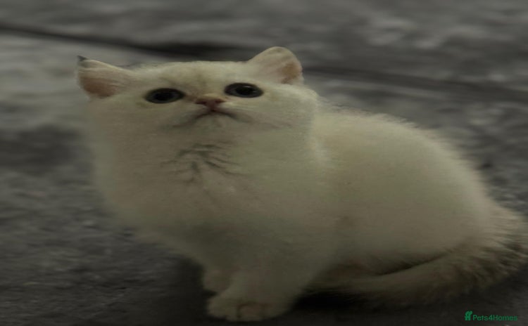 Scottish Fold cats Purebred Scottish kittens - Advert 1