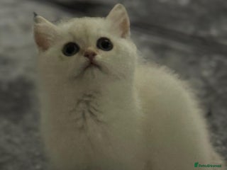 Scottish Fold cats Purebred Scottish kittens - Advert 18