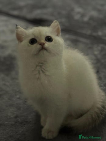 Scottish Fold cats Purebred Scottish kittens - Advert 1