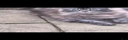 Snowshoe cats for sale: Beautiful snowshoe mixed Norwegian forest  - Advert 8