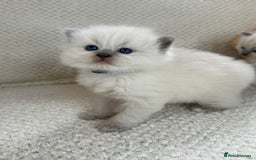 Ragdoll cats for sale: Stunning Bluepoint Ragdoll Kittens for sale - Image 22