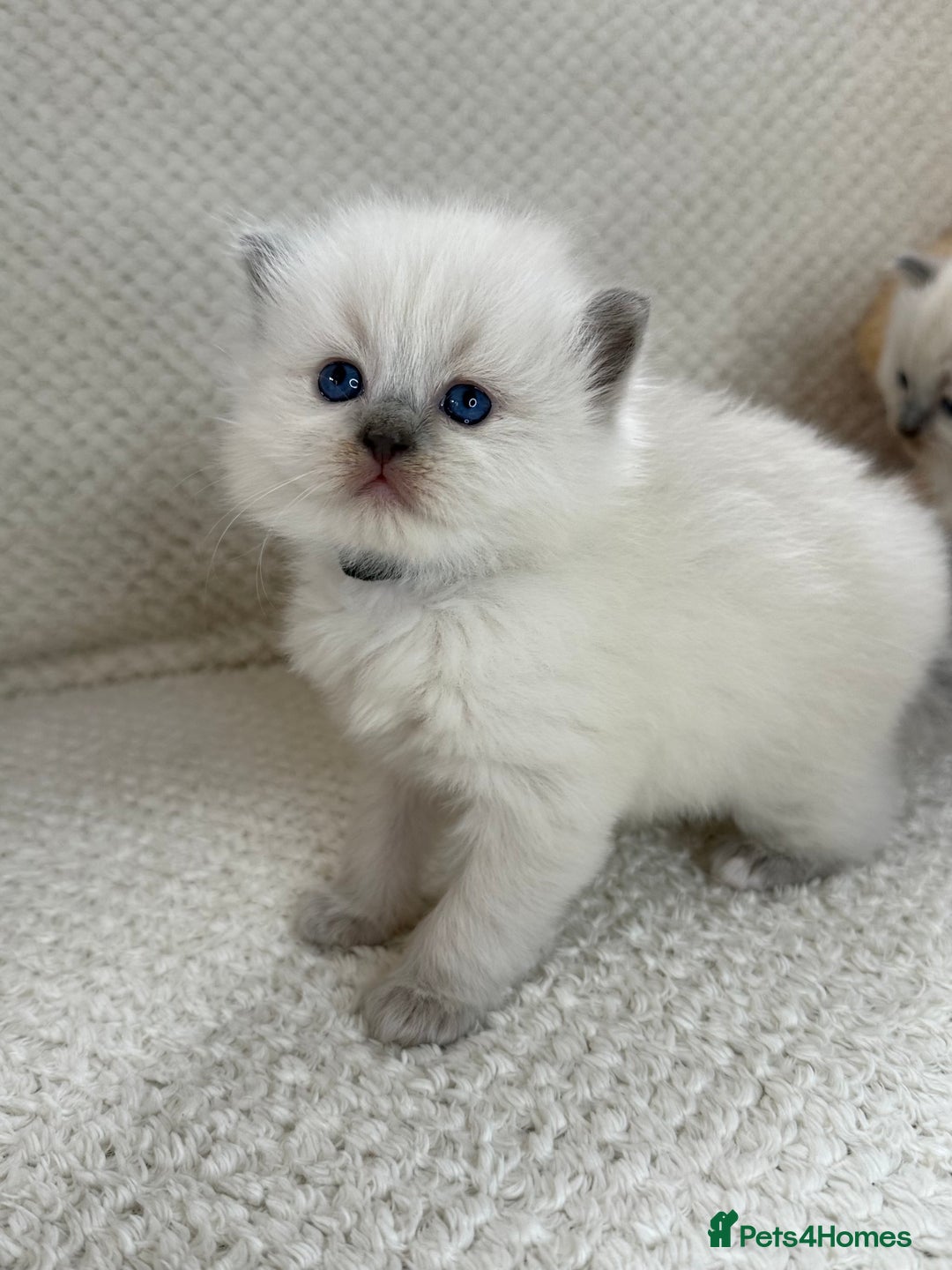Ragdoll cats for sale: Stunning Bluepoint Ragdoll Kittens for sale - Image 22