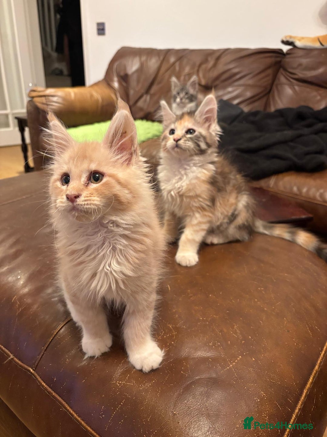 Maine Coon cats for sale: Pure Breed Mainecoon kittens for sale.  - Advert 6