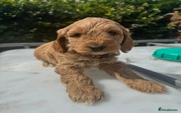 Cockapoo dogs for sale: Cockerpoo  in Carmarthen - Image 12