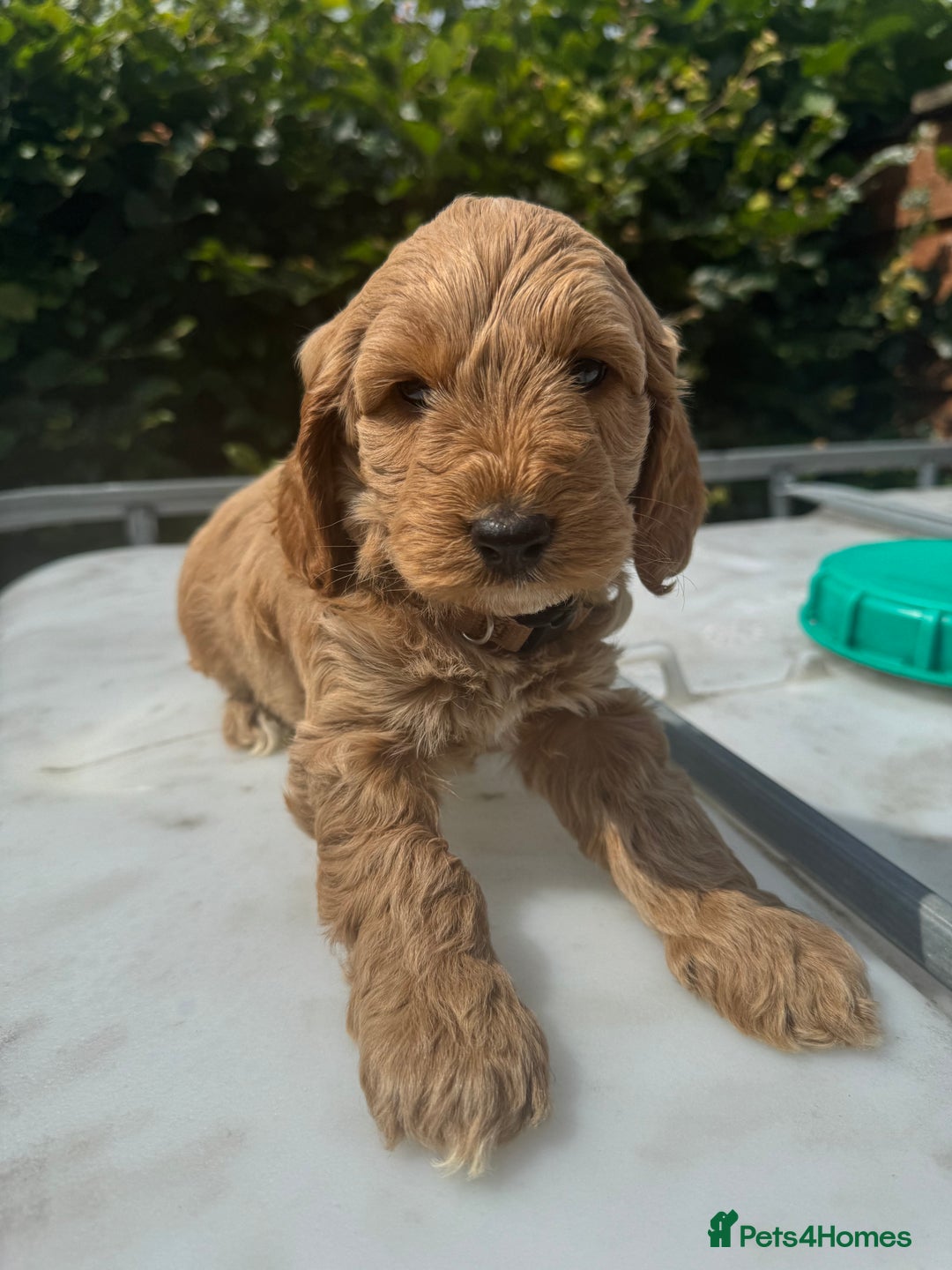 Cockapoo dogs for sale: Cockerpoo  in Carmarthen - Image 12