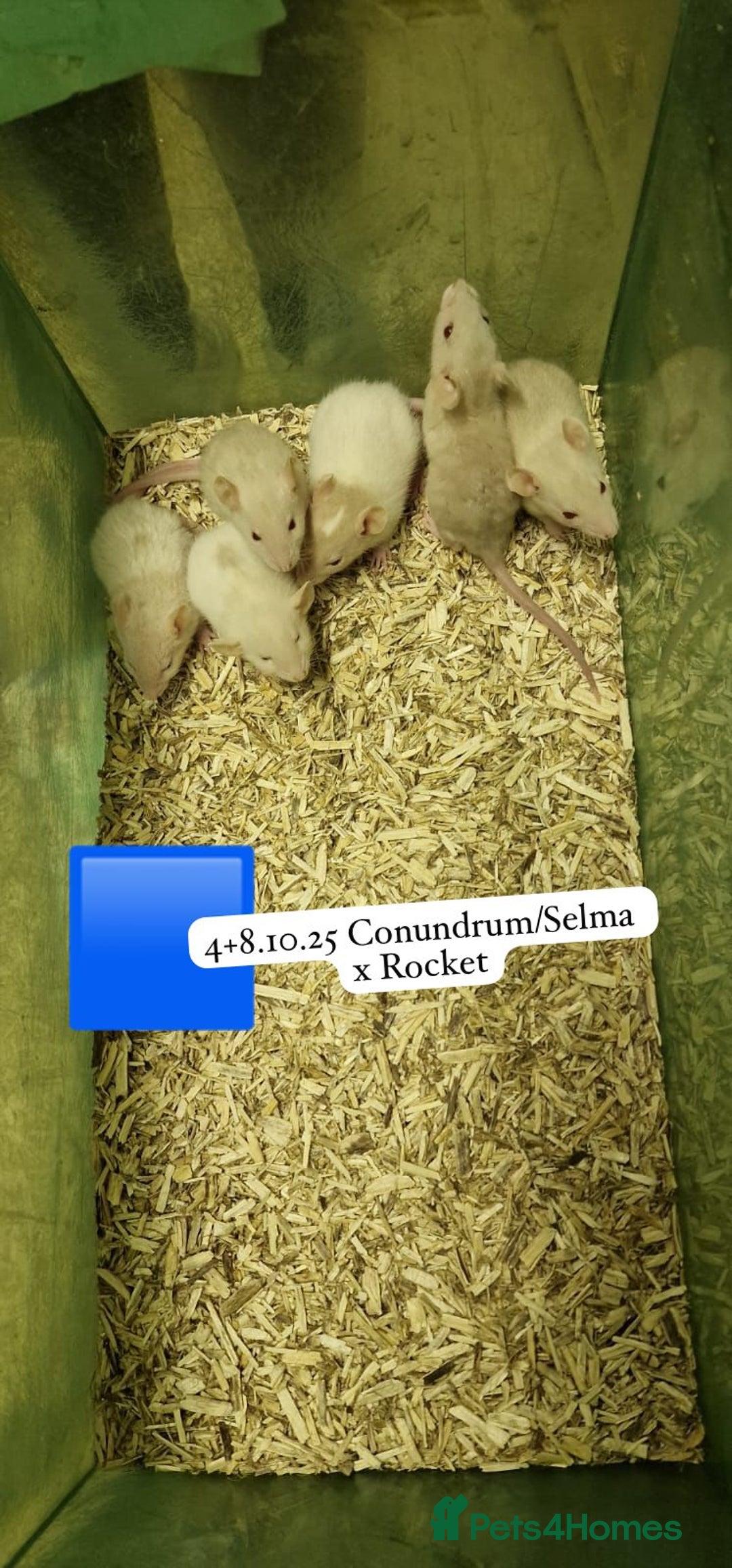 Rat rodents for sale: Beautiful baby full size and dwarf rats ready 9Dec - Advert 19