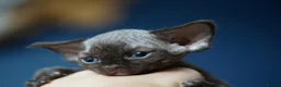 Devon Rex cats for sale: ❤️ Pure Line Devon Rex Kittens Available ❤️ - Advert 25