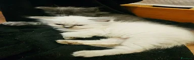 Ragdoll 5