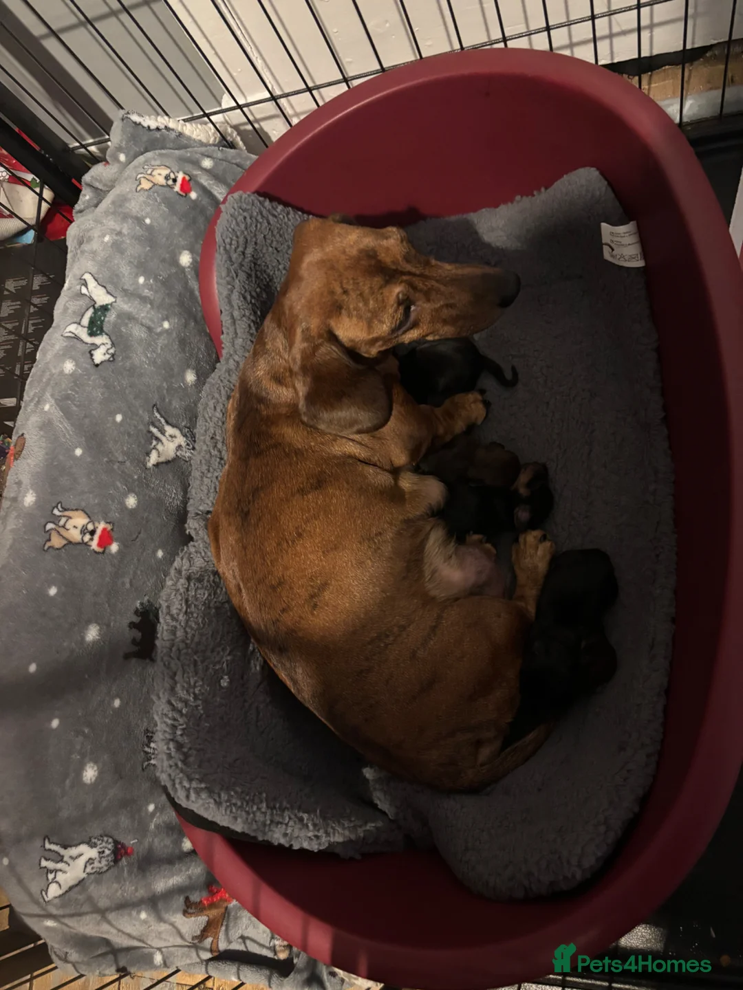 Miniature Dachshund dogs for sale: Mini smooth haired dachshund girl  in Dundee - Advert 1
