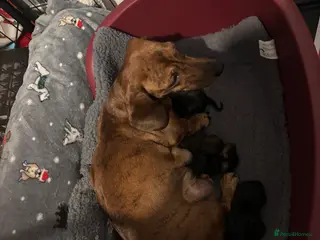 Miniature Dachshund dogs Mini smooth haired dachshund girl - Advert 1