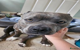 Staffordshire Bull Terrier dogs for sale: 4yr old female staffy - Image 4