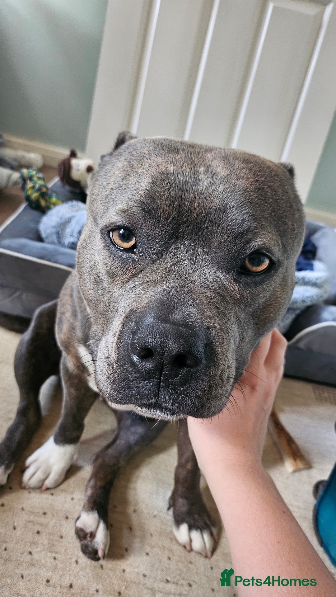 Staffordshire Bull Terrier dogs for sale: 4yr old female staffy - Image 4