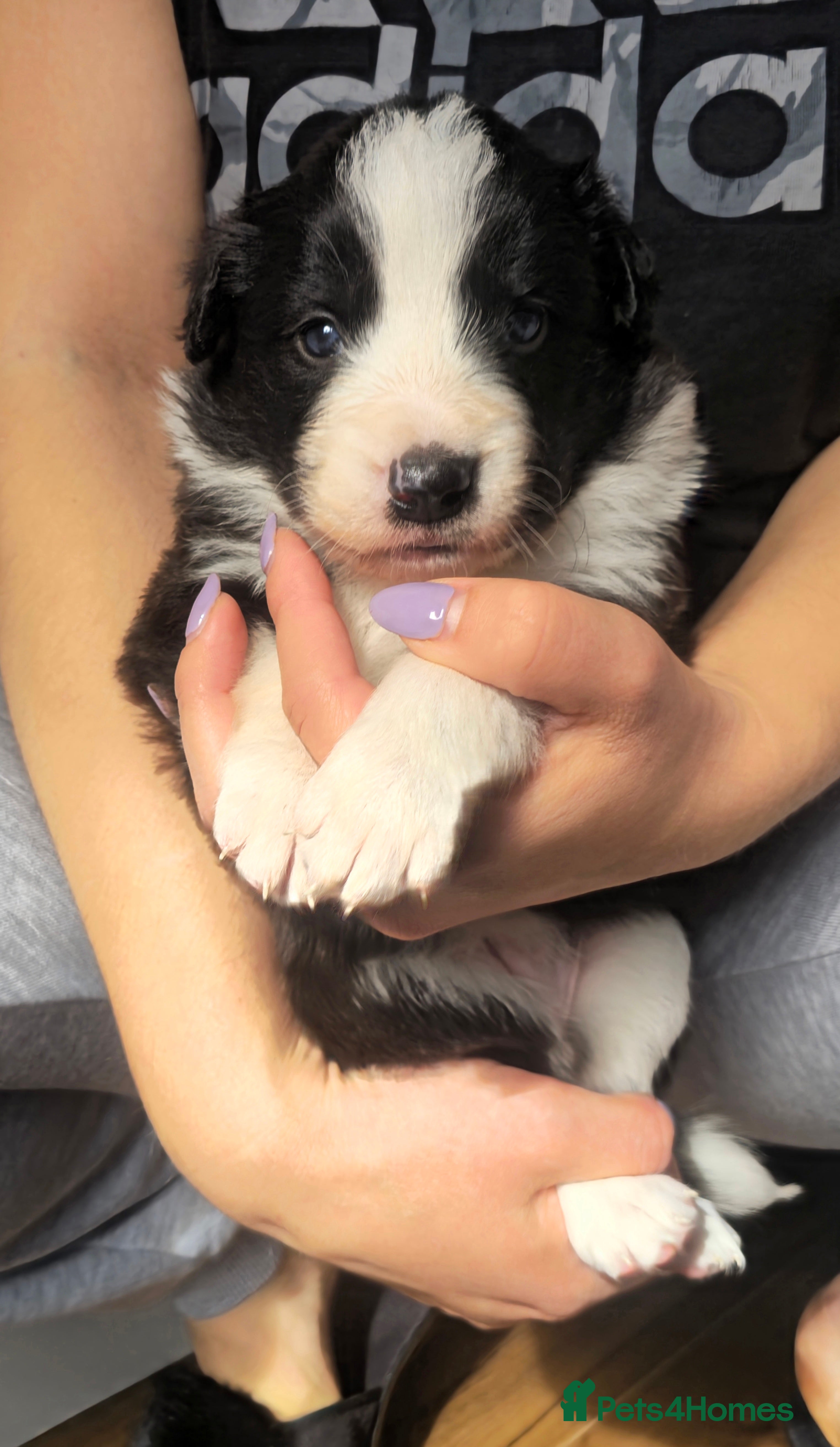 Border Collie dogs Stunning KC Registered Border Collie Puppy🐾 - Advert 1