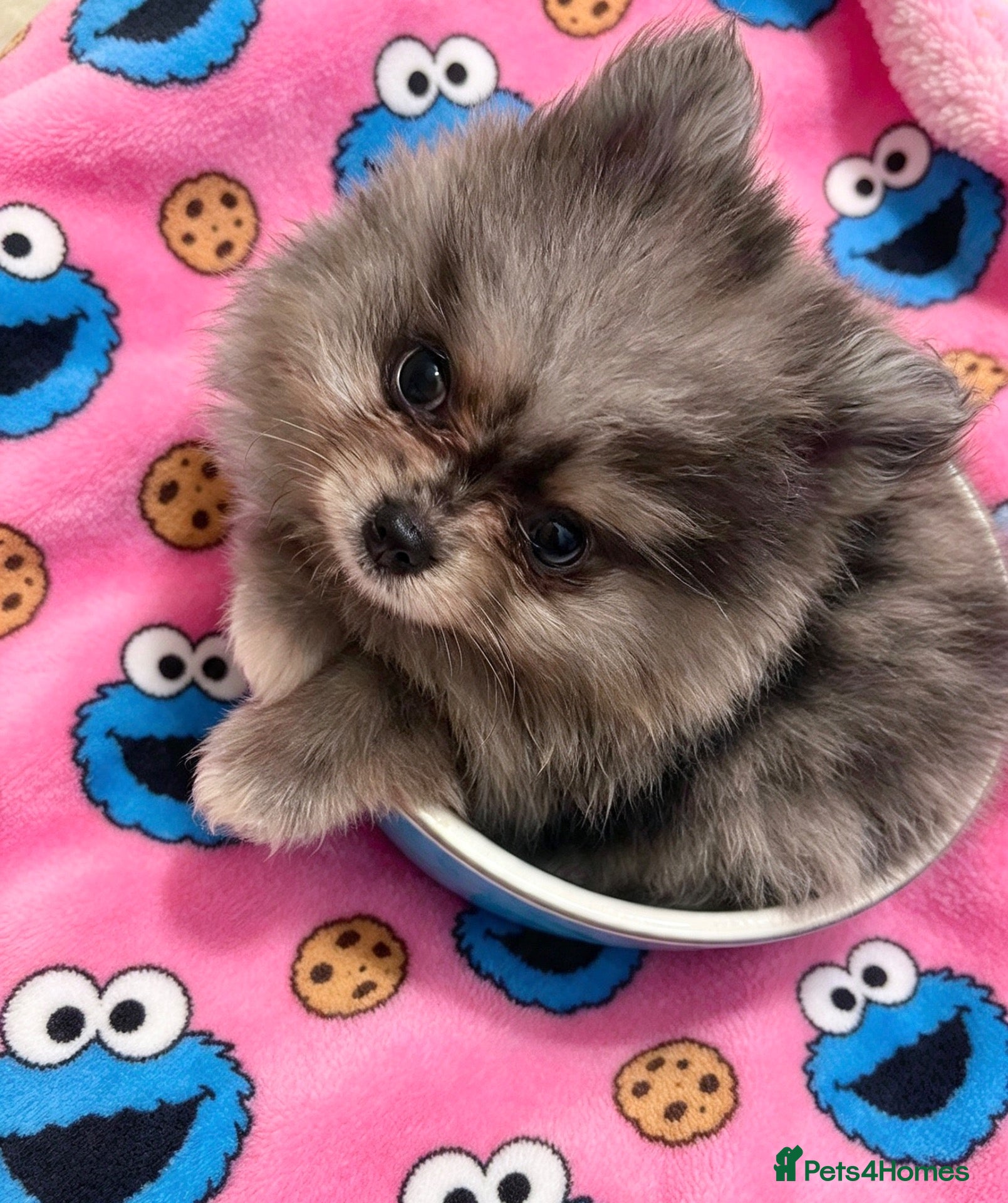 Pomeranian dogs ✨Four Mini Little Gems 💎🐾🐶✨💜🧡🩶🤎 - Advert 1