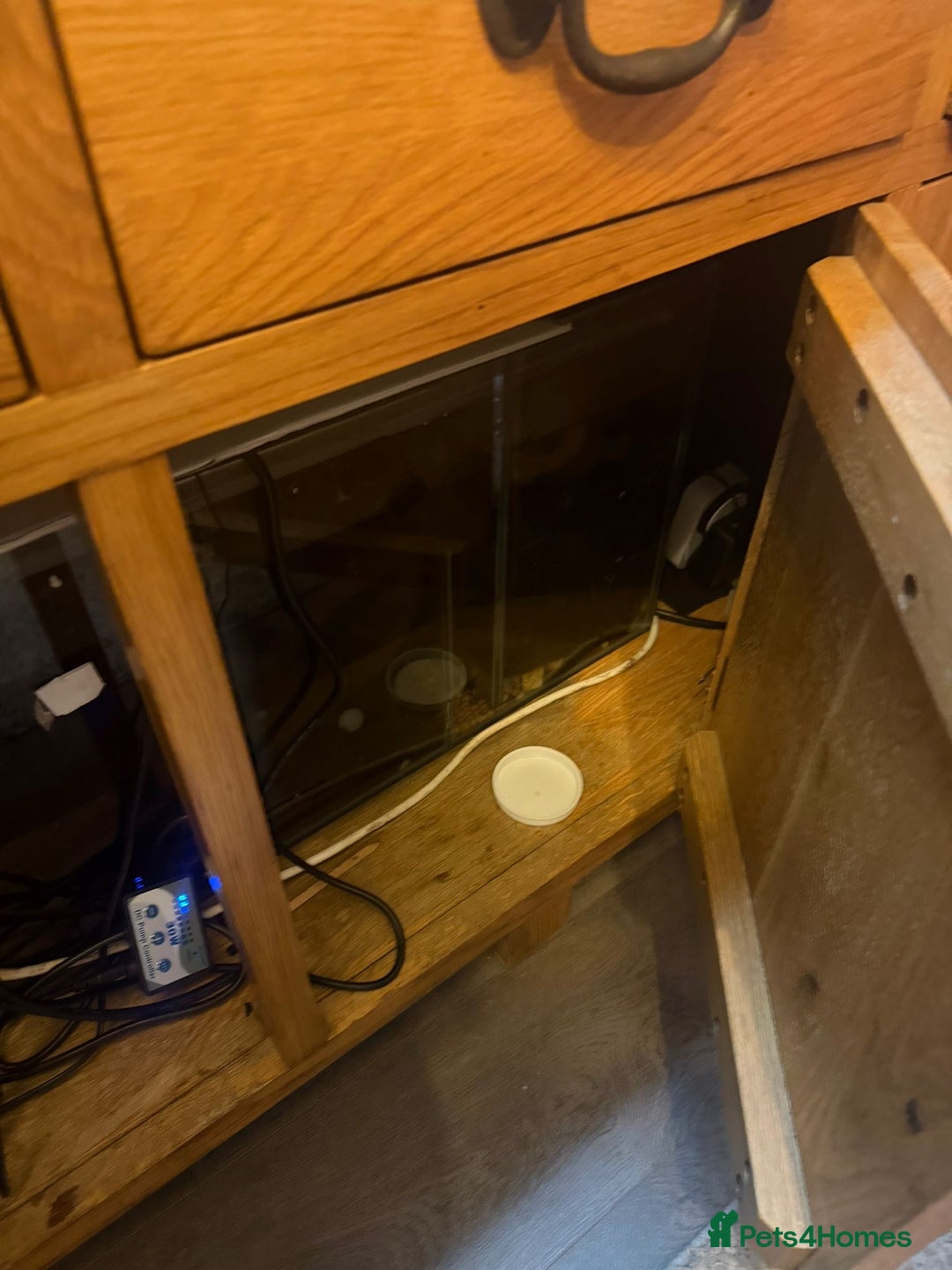 Discus fish for sale: Discuss Plus Phantom - Image 6