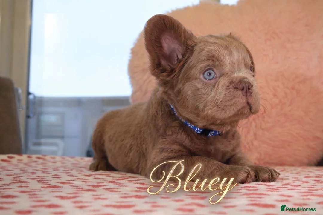 French Bulldog dogs for sale: French bulldog  - Advert 10