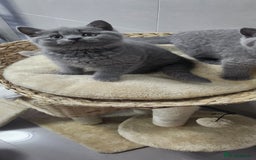 British Shorthair cats for sale: British shorthire  kittens - Image 5