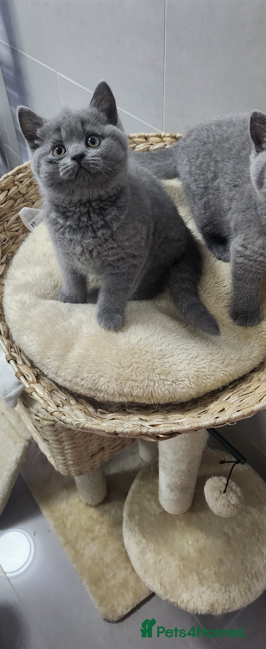 British Shorthair cats for sale: British shorthire  kittens - Image 5