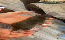 Rat rodents for sale: Beautiful Fancy Rats dumbo  - Image 3