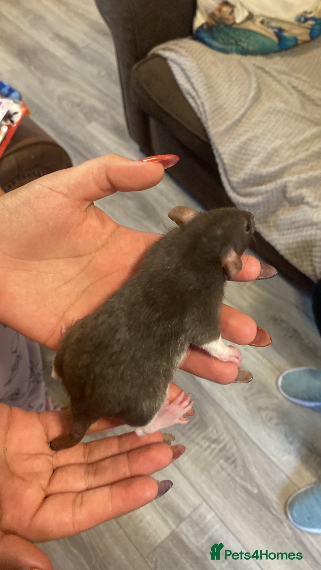 Rat rodents for sale: Beautiful Fancy Rats dumbo  - Image 3