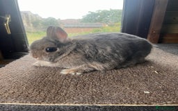 Netherland Dwarf rabbits for sale: Mixed- doe/ buck -Netherland dwarf/dutch  - Image 2