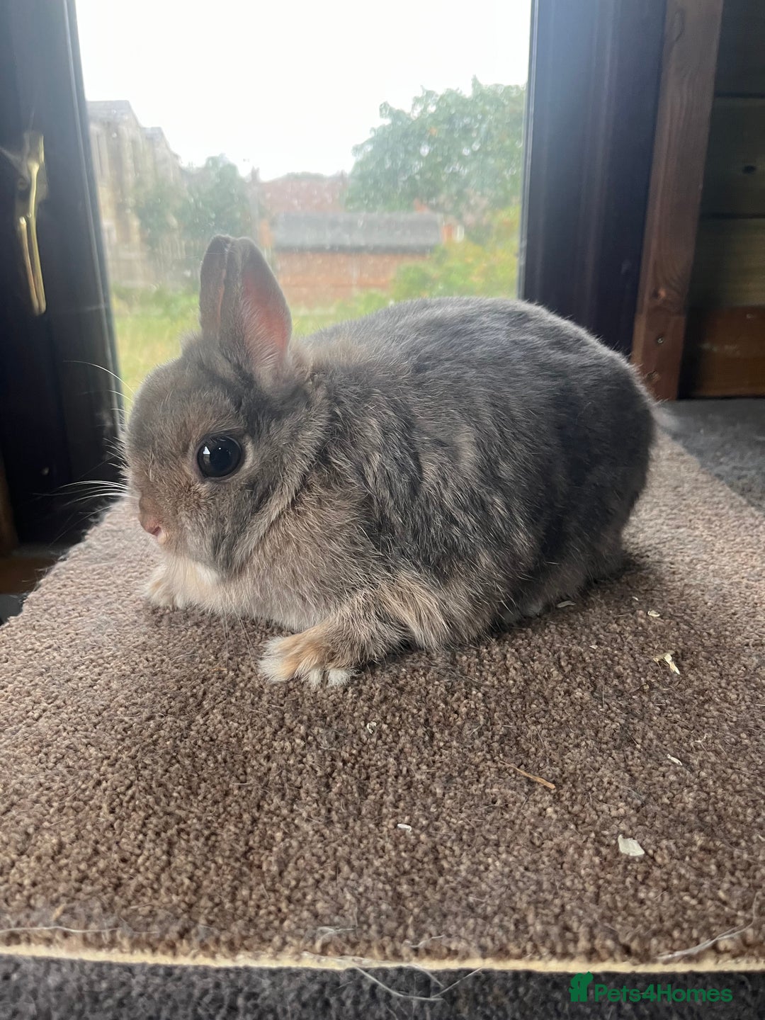 Netherland Dwarf rabbits for sale: Mixed- doe/ buck -Netherland dwarf/dutch  - Image 2