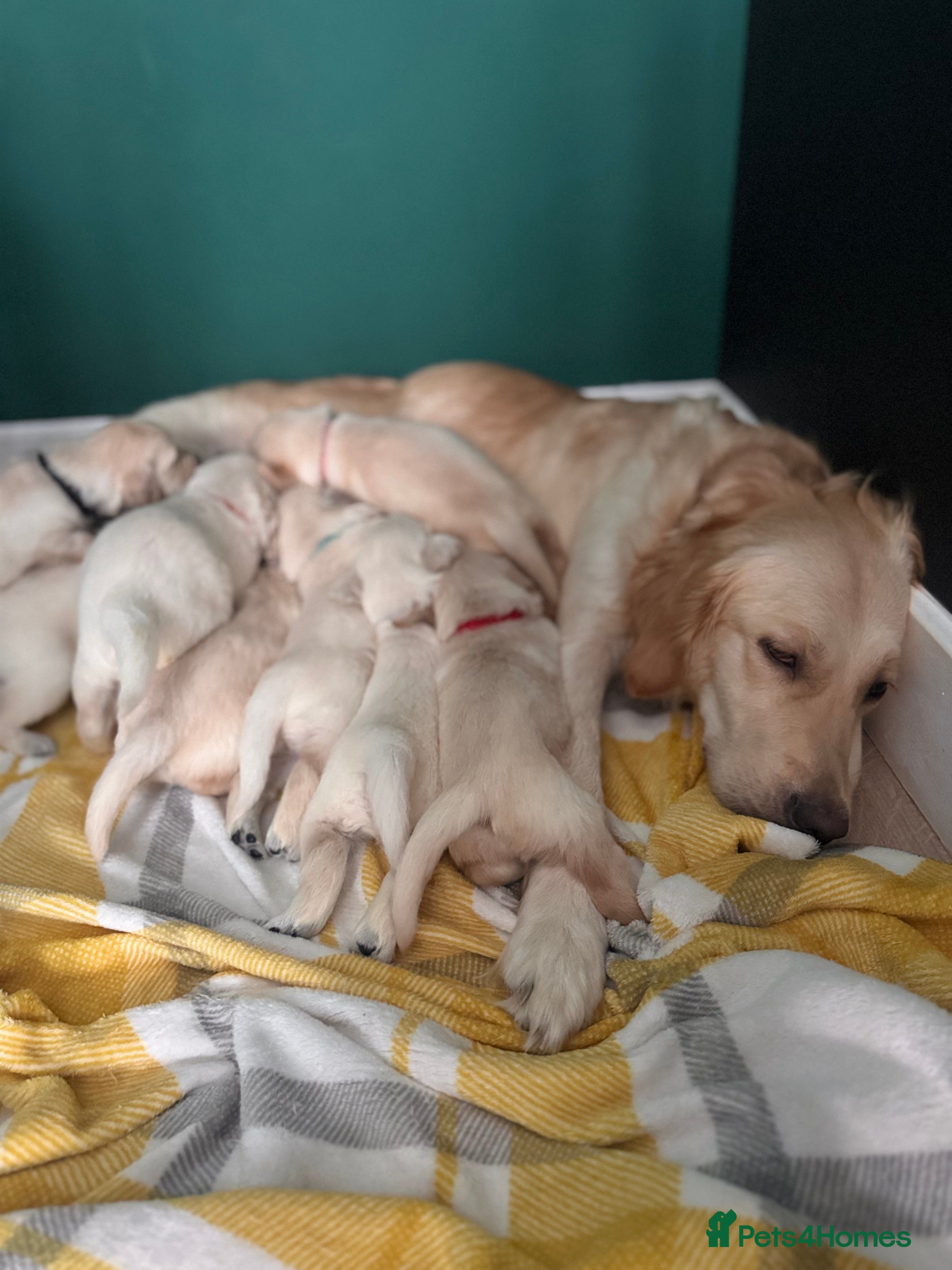 Golden Retriever dogs Champion line-KC Reg. Golden Retriever Puppies💖💙 - Advert 2