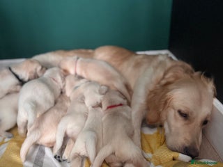 Golden Retriever dogs Champion line-KC Reg. Golden Retriever Puppies💖💙 - Advert 2
