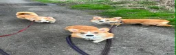 Welsh Corgi Pembroke dogs for sale: Stunning Corgis KC Registered  - Advert 4