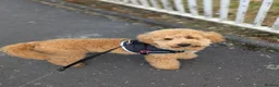 Cavapoo dogs for sale: Male cavapoo  - Advert 2