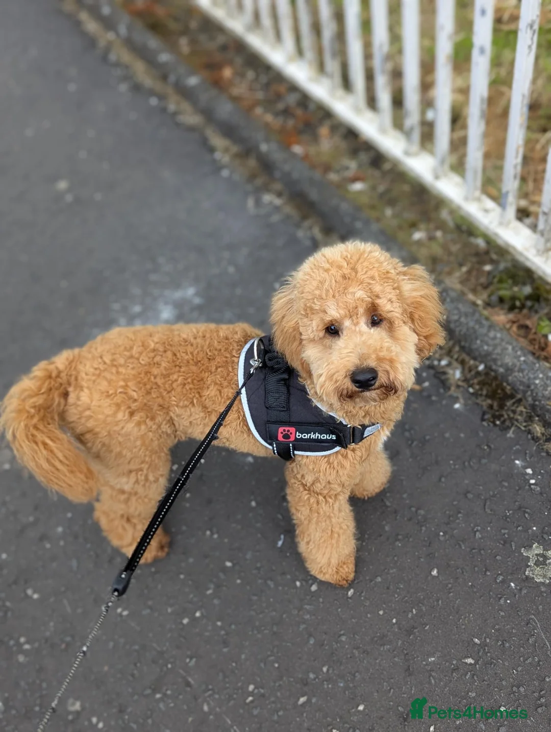 Cavapoo dogs for sale: Male cavapoo  - Advert 2