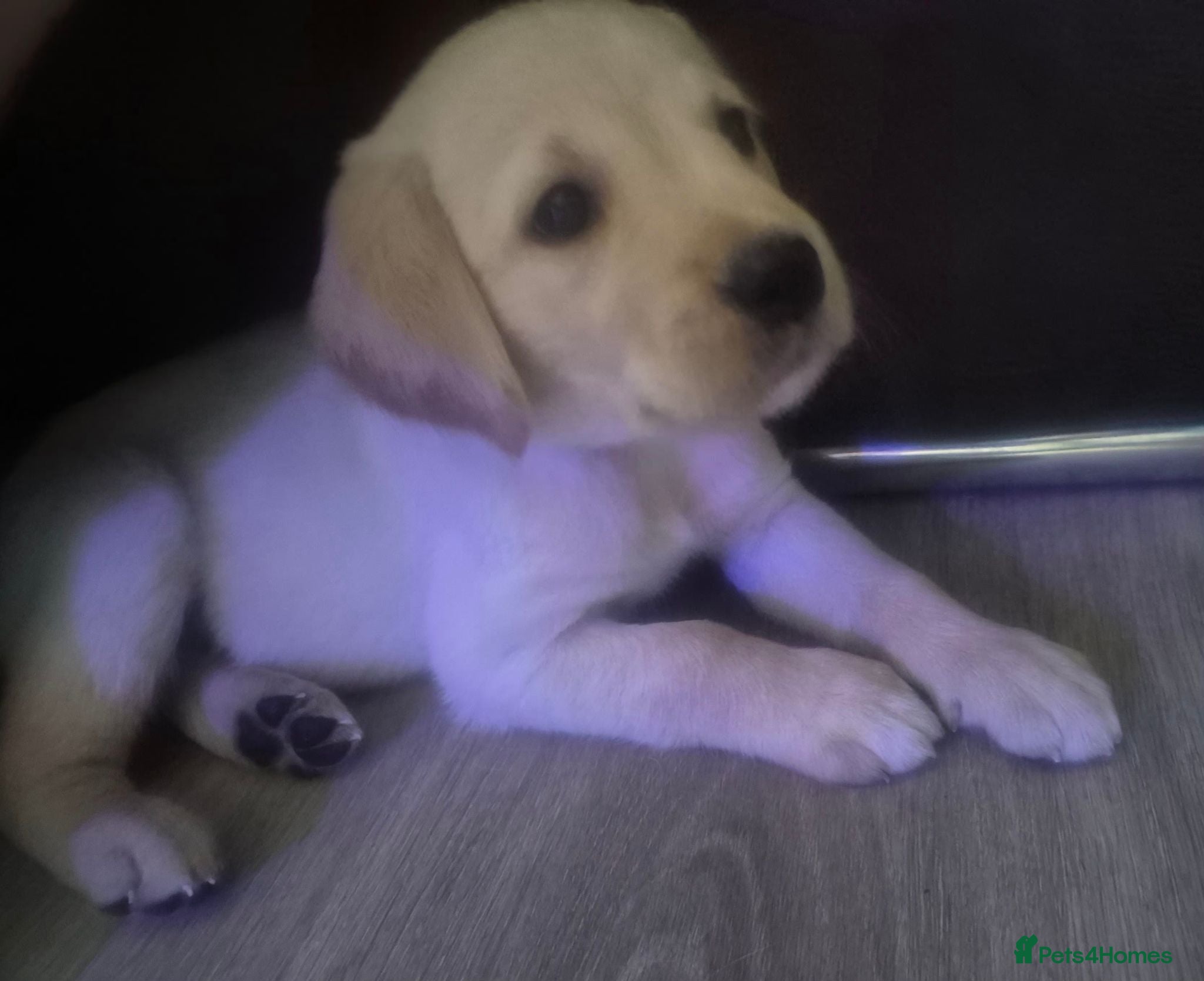 Goldador dogs Girl Goldador Puppy- £850 - Advert 1