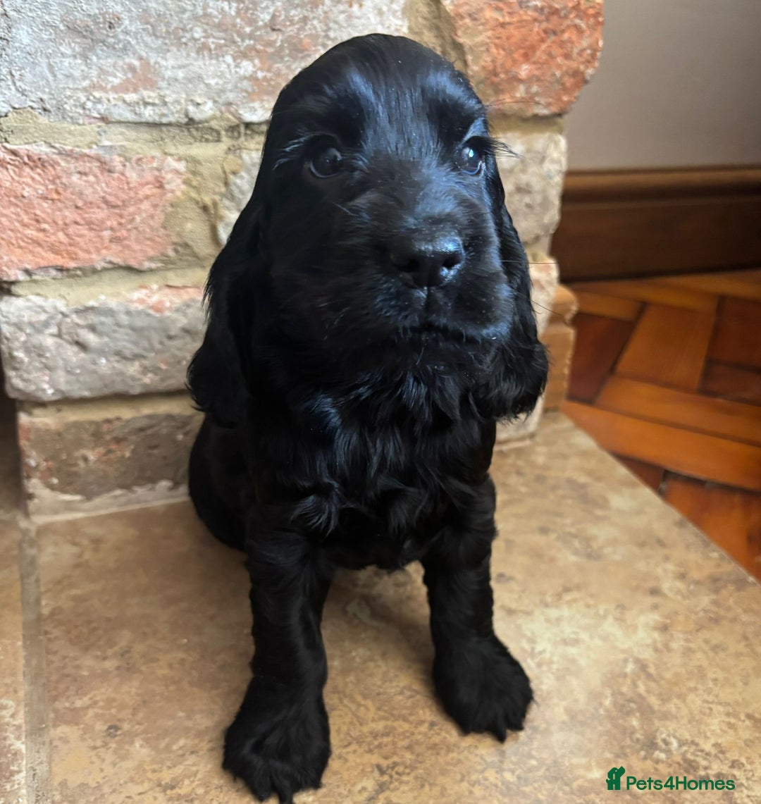 Cocker Spaniel dogs for sale: Outstanding quality show cockers  - Image 6