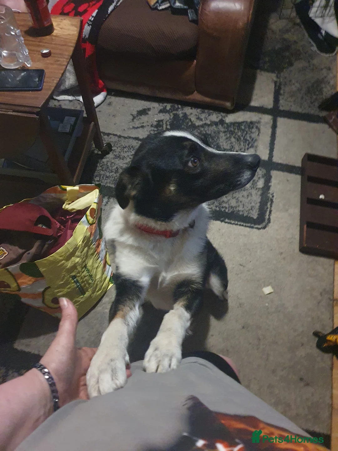 Border Collie dogs for stud: New style male collie ready to stud in Folkestone - Advert 1