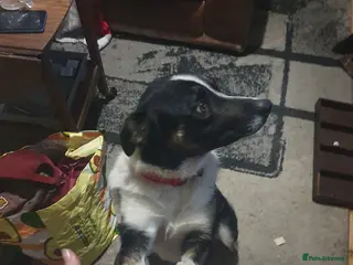 Border Collie dogs New style male collie ready to stud - Advert 4