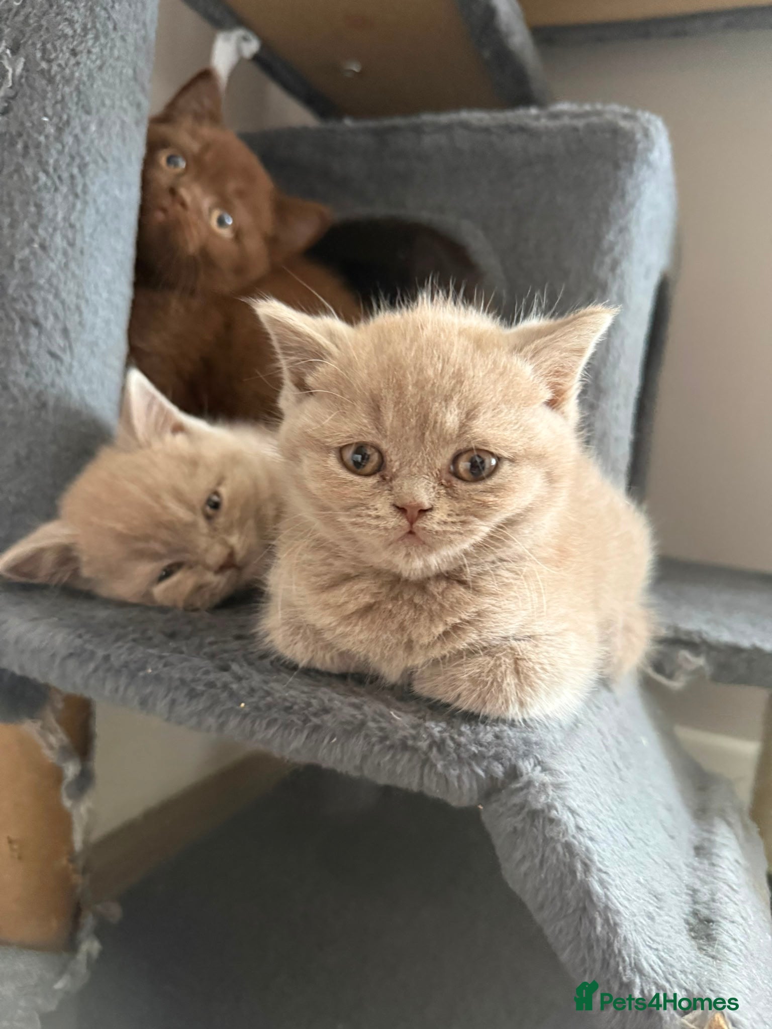 British Shorthair cats for sale: Lilac & Chocolate British shorthair kittens  - Advert 11