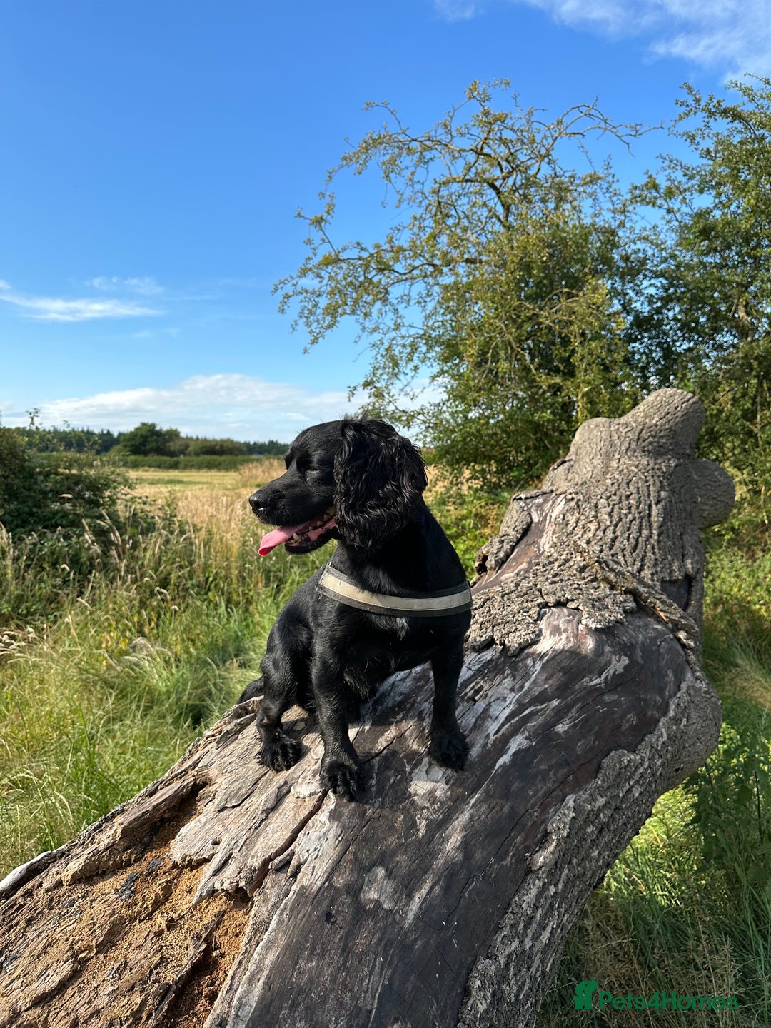Cocker Spaniel dogs for stud: Cocker spaniel stud for breeding  - Advert 4