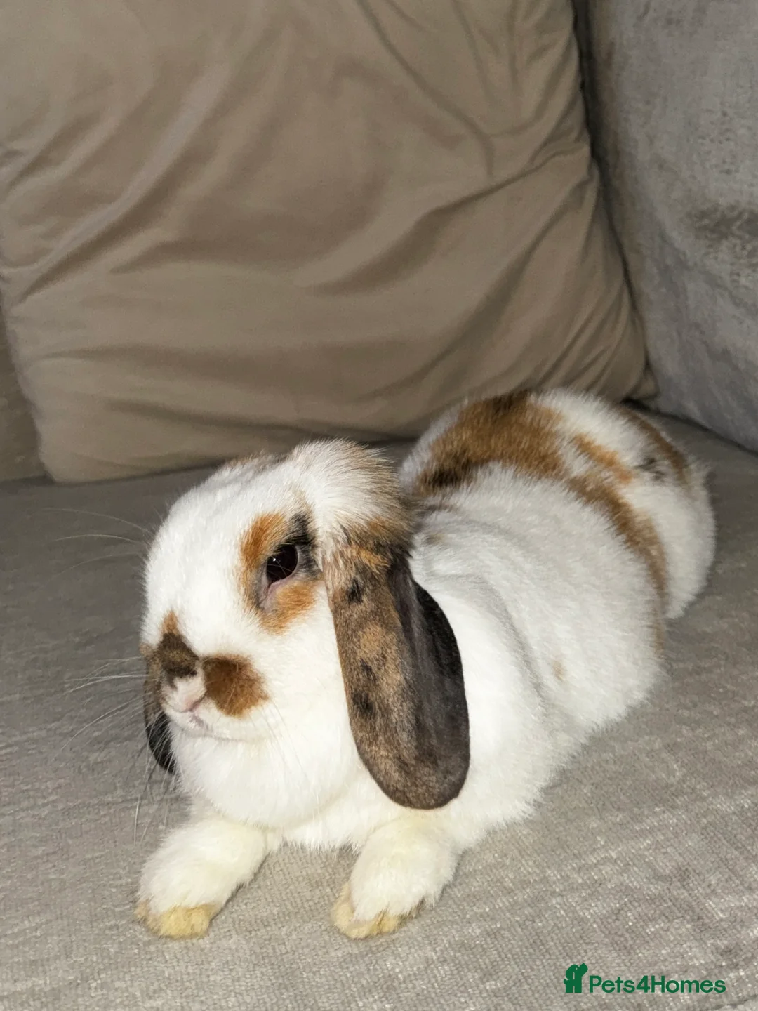 Mini Lop rabbits for sale: 🌾 Bonded Mini Lop Rabbit/Bunny Pair 🌾 - Advert 8