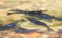 Shrimps fish for sale: Neocaradina Shrimp (Blue, High grade) - Image 6
