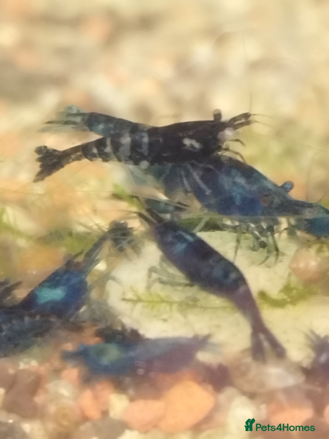 Shrimps fish for sale: Neocaradina Shrimp (Blue, High grade) - Image 6